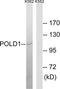 DNA polymerase delta catalytic subunit antibody, TA312030, Origene, Western Blot image 