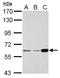 CDK5 Regulatory Subunit Associated Protein 1 Like 1 antibody, NBP1-32796, Novus Biologicals, Western Blot image 