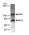 Breast Carcinoma Amplified Sequence 1 antibody, NB100-681, Novus Biologicals, Western Blot image 