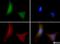 Protein OS-9 antibody, BC100-520, Novus Biologicals, Immunofluorescence image 