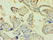 Annexin A5 antibody, A56414-100, Epigentek, Immunohistochemistry paraffin image 