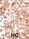 Connexin-45 antibody, abx028504, Abbexa, Immunohistochemistry frozen image 