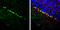 B-cell lymphoma 6 protein antibody, GTX101338, GeneTex, Immunohistochemistry frozen image 
