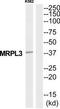 Mitochondrial Ribosomal Protein L3 antibody, TA326129, Origene, Western Blot image 
