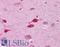 Wnt Family Member 5A antibody, LS-B4565, Lifespan Biosciences, Immunohistochemistry frozen image 