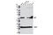 Phosphatidylethanolamine-binding protein 1 antibody, 13006S, Cell Signaling Technology, Western Blot image 
