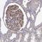 Atrial natriuretic peptide receptor 3 antibody, HPA052702, Atlas Antibodies, Immunohistochemistry frozen image 