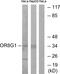Olfactory Receptor Family 8 Subfamily G Member 1 (Gene/Pseudogene) antibody, PA5-39674, Invitrogen Antibodies, Western Blot image 