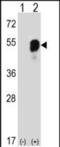 Prolyl-TRNA Synthetase 2, Mitochondrial antibody, PA5-48121, Invitrogen Antibodies, Western Blot image 