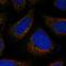 FYVE And Coiled-Coil Domain Containing 1 antibody, HPA035526, Atlas Antibodies, Immunofluorescence image 