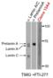 Lamin A/C antibody, ALX-804-662-R200, Enzo Life Sciences, Western Blot image 