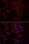 SFRP3 antibody, LS-C334816, Lifespan Biosciences, Immunofluorescence image 