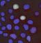 Microcephalin antibody, orb76716, Biorbyt, Immunohistochemistry paraffin image 