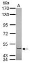 Nuclear factor 1 C-type antibody, NBP2-19527, Novus Biologicals, Western Blot image 