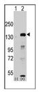 Lysine Demethylase 2A antibody, AP11064PU-N, Origene, Western Blot image 