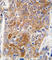 10-FTHFDH antibody, abx033714, Abbexa, Western Blot image 