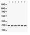 High mobility group protein B3 antibody, PB9633, Boster Biological Technology, Western Blot image 