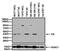 Estrogen Receptor 2 antibody, PA5-16440, Invitrogen Antibodies, Western Blot image 