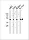 NADH dehydrogenase [ubiquinone] iron-sulfur protein 2, mitochondrial antibody, A05618-1, Boster Biological Technology, Western Blot image 