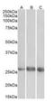 EGF Like Domain Multiple 7 antibody, orb308873, Biorbyt, Western Blot image 