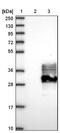 Family With Sequence Similarity 174 Member A antibody, NBP1-80676, Novus Biologicals, Western Blot image 