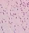 Ghrelin And Obestatin Prepropeptide antibody, orb10713, Biorbyt, Immunohistochemistry paraffin image 