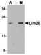 Protein lin-28 homolog A antibody, A01966, Boster Biological Technology, Western Blot image 