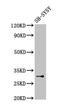 Isochorismatase Domain Containing 1 antibody, CSB-PA839302LA01HU, Cusabio, Western Blot image 