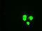 GATA Binding Protein 6 antibody, NBP1-47766, Novus Biologicals, Immunocytochemistry image 