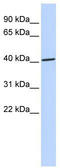 Zinc Finger Protein 696 antibody, TA341410, Origene, Western Blot image 