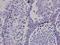 Histone Cluster 3 H3 antibody, orb153940, Biorbyt, Immunohistochemistry paraffin image 