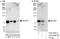SSX Family Member 2 Interacting Protein antibody, A303-299A, Bethyl Labs, Immunoprecipitation image 