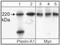 Plexin A1 antibody, ab23391, Abcam, Western Blot image 