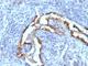 Keratin 8 antibody, NBP2-44933, Novus Biologicals, Immunohistochemistry frozen image 