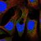Peroxisomal biogenesis factor 19 antibody, HPA051966, Atlas Antibodies, Immunofluorescence image 