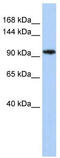 Myelin gene regulatory factor antibody, TA335643, Origene, Western Blot image 