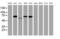 Integrin Alpha FG-GAP Repeat Containing 2 antibody, MA5-25577, Invitrogen Antibodies, Western Blot image 