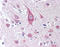 Inducible T Cell Costimulator Ligand antibody, TA317969, Origene, Immunohistochemistry paraffin image 