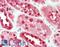Enolase 1 antibody, LS-B10960, Lifespan Biosciences, Immunohistochemistry frozen image 