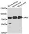 A-Raf Proto-Oncogene, Serine/Threonine Kinase antibody, A14704, ABclonal Technology, Western Blot image 