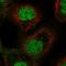 ETS Proto-Oncogene 2, Transcription Factor antibody, HPA003176, Atlas Antibodies, Immunofluorescence image 