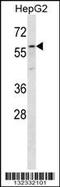 Zona pellucida sperm-binding protein 4 antibody, 56-605, ProSci, Western Blot image 