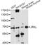 JRK Like antibody, LS-C749796, Lifespan Biosciences, Western Blot image 