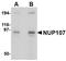 Nucleoporin 107 antibody, NBP1-76926, Novus Biologicals, Western Blot image 