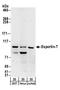 Exportin For TRNA antibody, A303-973A, Bethyl Labs, Western Blot image 