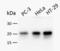 KRAS Proto-Oncogene, GTPase antibody, NBP2-45535, Novus Biologicals, Western Blot image 
