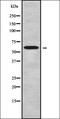 HAUS Augmin Like Complex Subunit 2 antibody, orb338157, Biorbyt, Western Blot image 