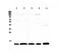 C-X-C Motif Chemokine Ligand 14 antibody, A03293-1, Boster Biological Technology, Western Blot image 