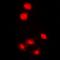 EF-Hand Calcium Binding Domain 7 antibody, orb78253, Biorbyt, Immunofluorescence image 