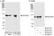NUC antibody, A300-709A, Bethyl Labs, Immunoprecipitation image 
